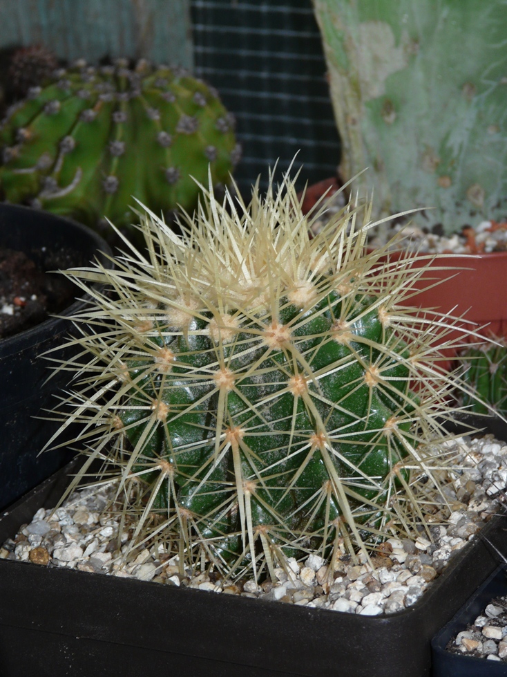 P1090745.JPG